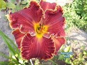 Liliowiec Naughty Red