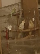 Papugi nimfy i falista