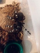 Ptasznik A. geniculata samica 3.5 DC.