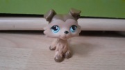 ORYGINAŁ Lps collie pop littlest pet shop pop coll