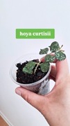 Hoya curtisii hoja sadzonka nadwyżka własna 
