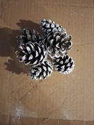 Szyszki naturalne ozdobą na choinke dekoracje wianki 20 szt.