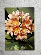 Pocztówka PRL, seria kwiaty: kliwia, fot. Czapliński