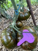 Pomidor Chocolate Stripes nasiona kolekcjonerskie