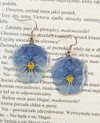 Kolczyki suszone kwiaty bratek 