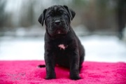 Cane Corso ZKwP FCI suczka