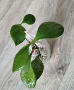 Hoya NS 05-055 sadzonka