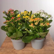 Kalanchoe Calandiva