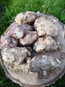 Topinambur bardzo duży bomba witamin odporność prebiotyk cukrzyca 8kg 