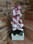 Podwójny storczyk gumowy w drewnianej donicy