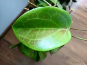 Hoya hoja surigaoensis