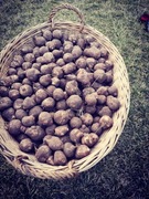 Topinambur odporność trawienie cukrzyca 10kg