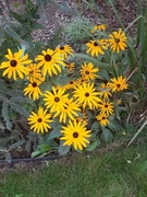 Duże sadzonki bylin