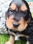  Cocker spaniel angielski 