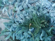 Gałęzie jodły nobilis