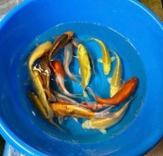 Karpie Koi - hodowla k. Poznania