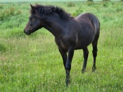 sprzedam klacz huculską Artemida