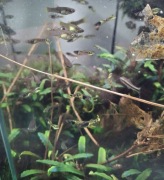 Gupik Tiger cena za sztukę 