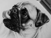 Portret psa kota zwierząt A4 ołówek ze zdjęcia