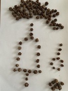 Szyszka miniaturowa cyprysik 25 szt.