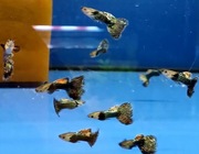 Rybki do akwarium - Gupiki Gupik Metal Rainbow