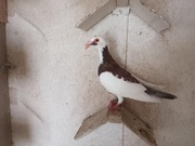 Likwidacja hodowli gołębi rzeszowskich oraz bagdet norymbreskich