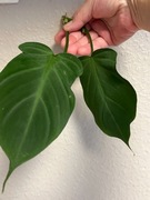 Philodendron Camposportoanum - sadzonka pędowa