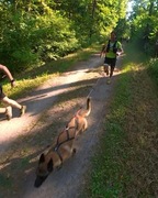 Szelki  do biegania dla psa 