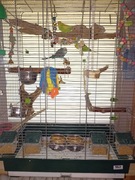 Sprzedam tanio klatkę z trzema papugami.
