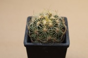Kaktus Thelocactus schwarzii
