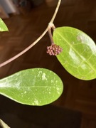 Hoya Acuta Red hoja
