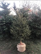 Choinki żywe 6 gatunków jodła świerk sosna