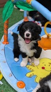 Border Collie FCI ZKwP 