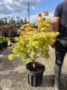 Klon Palmowy / Acer Palmatum 'Summer Gold' / 120cm