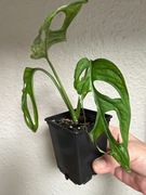 Monstera Indonesian Marble Variegata - don. 9 cm