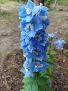 Ostróżka light blue White bee Excalibur błękitna sadzonka ukorzeniona 