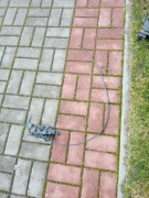 Zamek pasa przedniego z linką