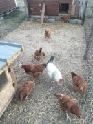 Jaja kurze konsumpcyjne