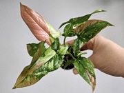 Syngonium Red Spot Tricolor RST w gruzie hydroponice