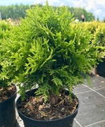 Tuja Danica , Mirjam , Hoseri, Dawid, Tuja książkowa