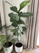 Fikus dębolistny 180 cm