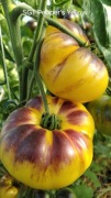 SGT Pepper’s Yellow pomidor nasiona
