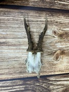 Poroże koziołka sarny sarna trofeum trofea myśliwskie uzębiona czaszka