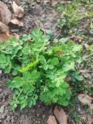 Glistnik jaskółcze ziele sadzonka 