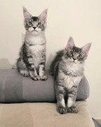Maine Coon hodowla FPL