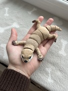 Flexi figurka 3D duża wydra fidget toy ozdoba dekoracja