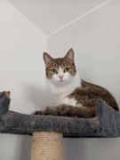 Prosecco - kocia domatorka szuka swojego człowieka. Kot. adopcja. za darmo