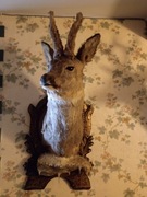 Piękny koziołek w scypule trofea medalion 