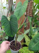 Philodendron lynnhannoniae