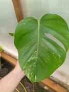 Monstera deliciosa Variegata 